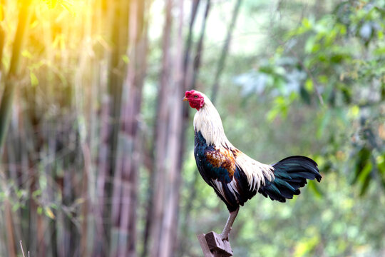 Rooster crowing in the morning with sunrise.