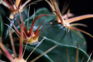 close up on Ferocactus wislizenii,fishhook barrel cactus