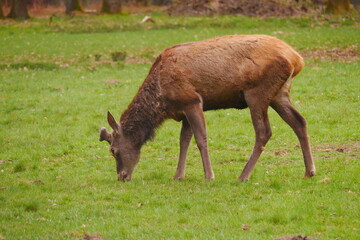 a deer stands eating on a green meadow at the edge of the forest
