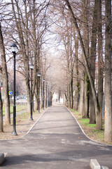 trees grow along the path in Almaty
