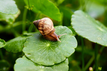 snail on pennywort