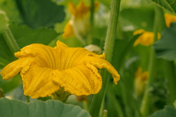 Pumpkin (Cucurbita pepo) in vegetable garden