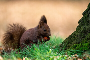 Naklejka na ściany i meble Eurasian red squirrel (Sciurus vulgaris) eating acorn sitting on fresh green grass. Isolated on blurred background