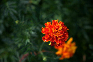 Single flower of marigold, close-up. A bright flower with dew on the petals.