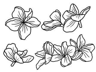 Hand drawing and sketch flower with line art illustration.