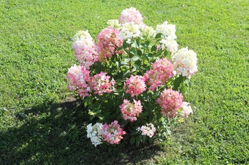 Hydrangea pink and white on the green lawn.