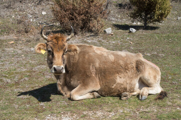 Resting brown cow on the meadow in Bulgaria