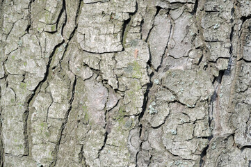 natural bark surface of large chestnut tree