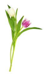 Pink and white tulip flowers isolated