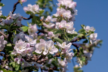 Apple Tree (Malus domestica) in orchard