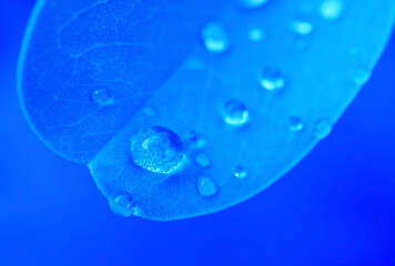 Pop Art Surreal Style Gradient Blue Colored Plant Leaf with Water Droplets