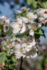 Apple Tree (Malus domestica) in orchard