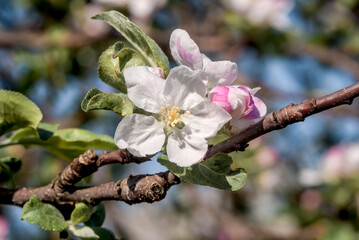 Apple Tree (Malus domestica) in orchard
