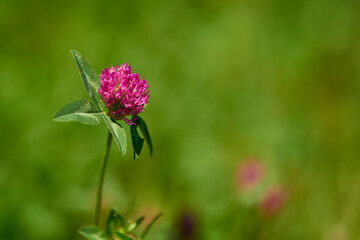Blüten des Wiesenklee	