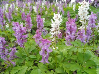 Obraz premium flowers in the forest