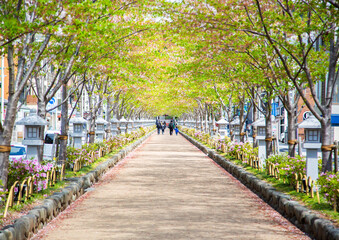 鶴岡八幡宮の参道　遊歩道　鎌倉市