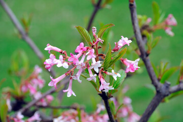 spring bloom pink almond flowers