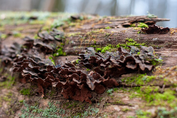rotten stump covered with mold and mildew. sanitary deforestation. photos with low depth of field