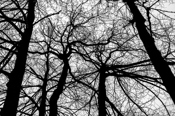 scary silhouettes of trees against the sky. black and white photo of trees