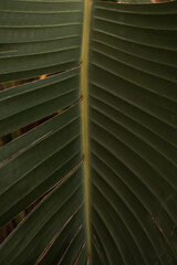 Closeup of green tropical palm leaf. Minimal palm texture