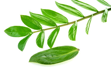 Green leaves of Zamioculcas zamiifolia on white background.