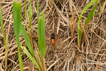 Weibchen der Großen Blutbiene	