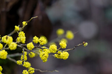 Silver wattle's tiny yellow flowers in Toolangi State Forest Australia. Mimosa or blue wattle in bloom. Acacia dealbata in selective focus.