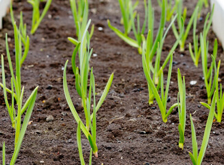 Spring garlic shoots in the garden.
 They normally tolerate recurrent frosts, and after the establishment of warm weather, they quickly increase the vegetative mass.