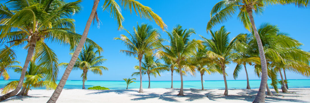 Panorama of idyllic tropical beach with palm trees, white sand and turquoise blue water