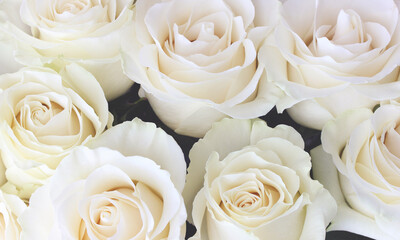 bouquet of light cream roses close-up.