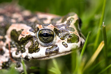 Closeup head of European green toad (bufotes viridis). Frog in grass. Amphibian animal