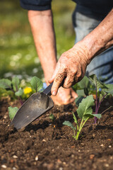 Gardening at spring. Planting kohlrabi seedling in organic garden. Farmer hands working with shovel...