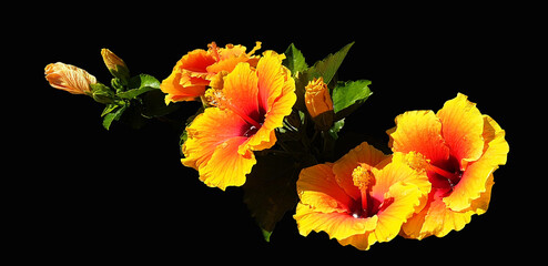 Isolated branch of yellow hibiscus flowers on a black background. Panorama.