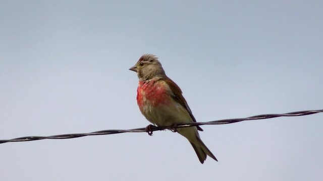 The common linnet male (Linaria cannabina) sits on wires and sings. Bird life in the wild.