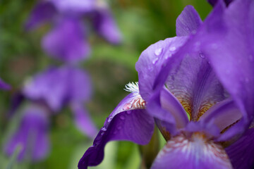Raindrops on blooming iris petals. Violet iris flower covered with water drops after rain. Dew droplets on bearded iris blossom. Closeup wallpaper with blurred background and copy space.
