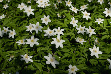 Obraz na płótnie Canvas small white spring flowers in forest, wood anemone, anemone nemorosa