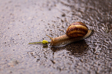 snail on a stone