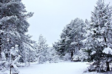 snow covered trees