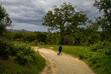 Fototapeta premium Woman hiking on dirt path with Oak Trees lining the trail with small black dog in a colorful vest