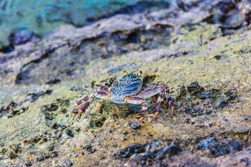 small crabs in shallow water in the Maldives