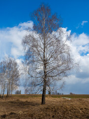 a lone birch tree without leaves in the spring in a meadow. Bright blue sky with clouds in the background. Vertical photo