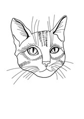 Cat. Sketch. Kitty. Line art.