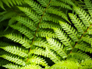 Fototapeta na wymiar Green leaf background Represents nature in every season
