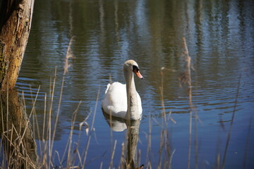 Naklejka premium Schwan im Kolbermoorer Tonwerkweiher
