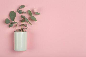 Eucalyptus branches on a white background. Fresh eucalyptus leaves as a base for cosmetics based on natural oils and fragrances.