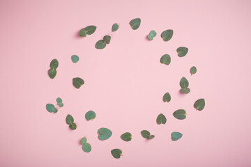 Eucalyptus leaves background. Green leaves of fresh young eucalyptus as a component of oil and cosmetics