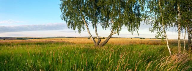 Summer tranquil landscape with golden wheat fields and birch trees at sunset