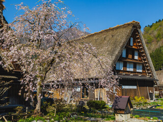 春の白川郷