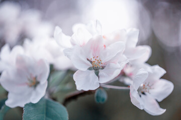 Fototapeta na wymiar Cherry blossoms in full bloom. Spring garden background