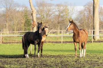 Three one-year-old horses in the pasture. A black, a yellow and a chestnut colored foal. Trees and fence in the background. Selective focus